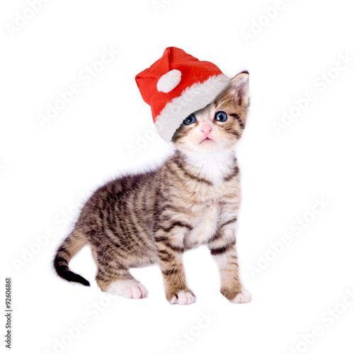 Katze/Kätzchen mit Weihnachtsmütze, isoliert