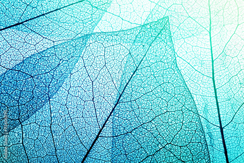 Macro leaves background texture