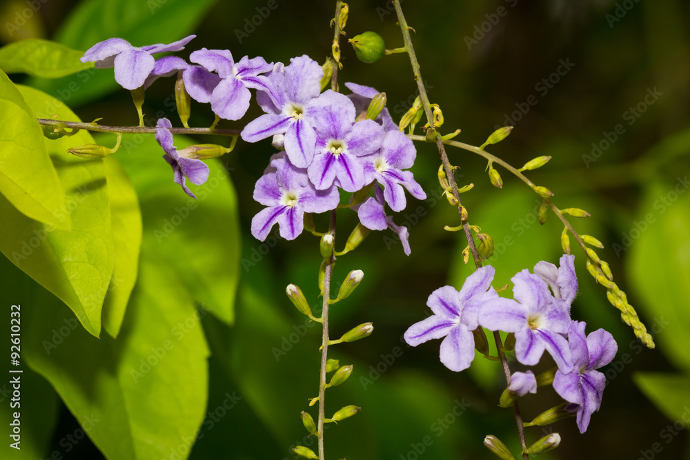 Little flowers Little flowers