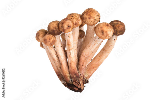 Mushrooms Armillaria mellea isolated on white background