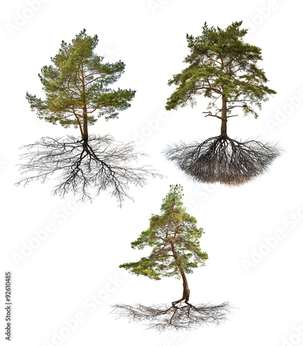 set of three pines with roots isolated on white