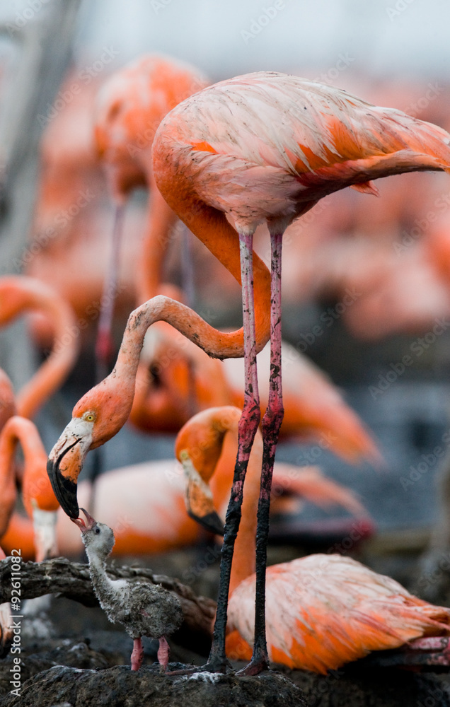 Fototapeta premium Caribbean flamingo on a nest with chicks. Cuba. An excellent illustration.