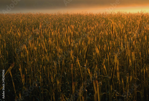Poland.Field of cereal in the morning fog.Horizontal.