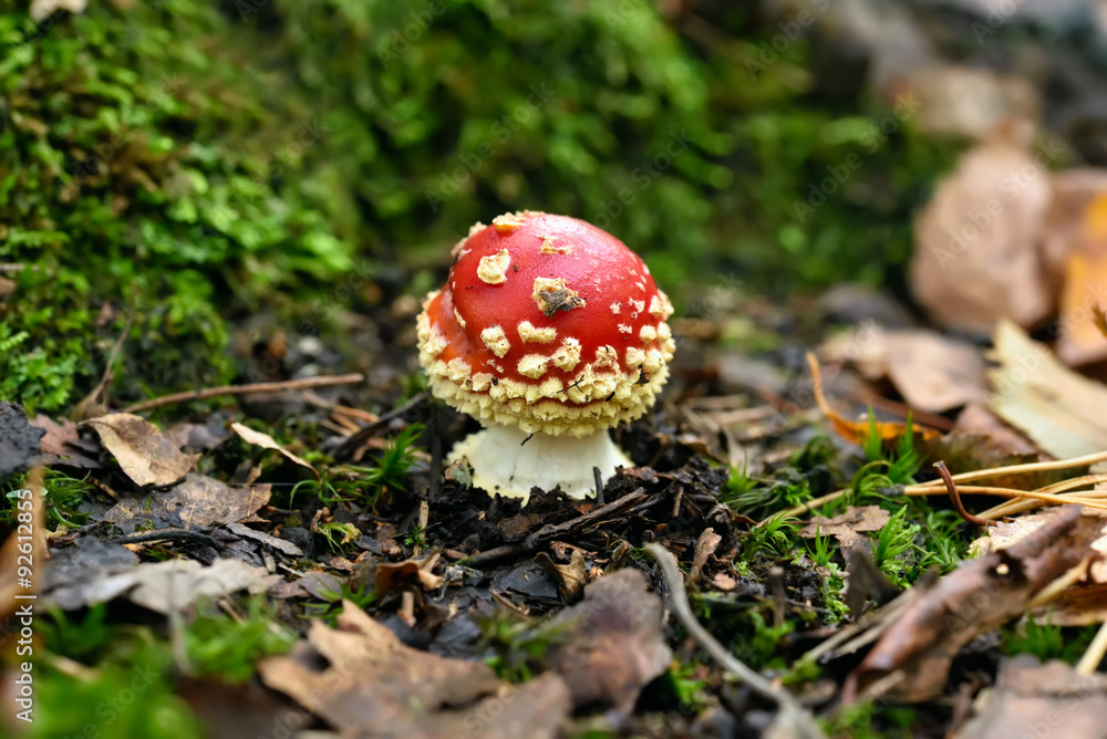 Amanita mushroom