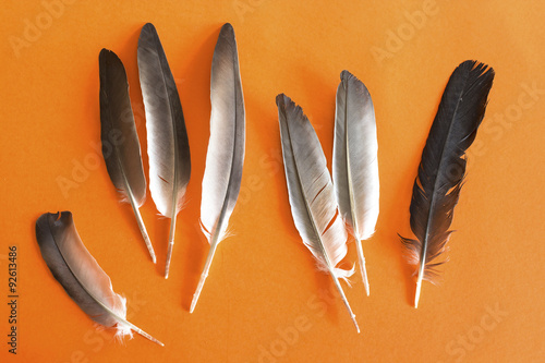 Foto Pigeon feathers on an orange background