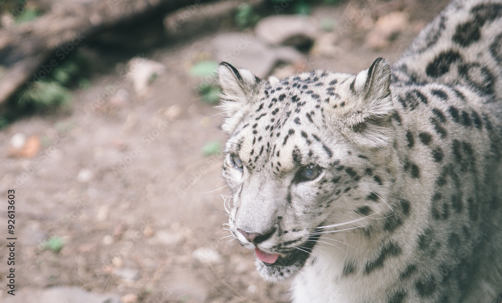 snow leopard close up portrait. concept about animals and rare animals snow leopard close up portrait. concept about animals and rare animals