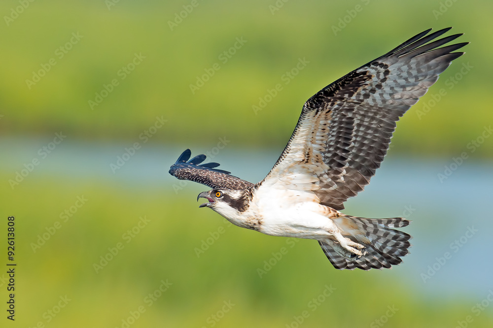 Fototapeta premium Osprey in Flight