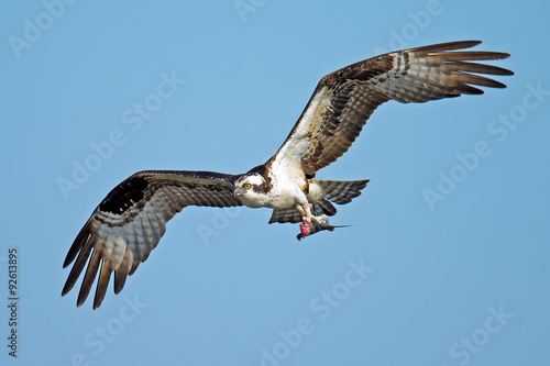 Osprey in Flight Carrying fish