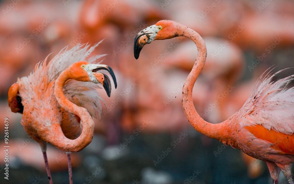 Fototapeta premium Game two adults of the Caribbean flamingo. Cuba. An excellent illustration.