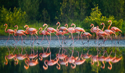 Poster Flamingo Caribische flamingo met spiegeling Cuba  © gudkovandrey