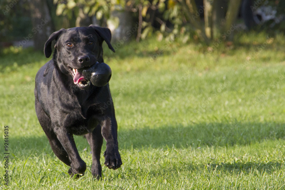 young female Labrador retriever running young female Labrador retriever running