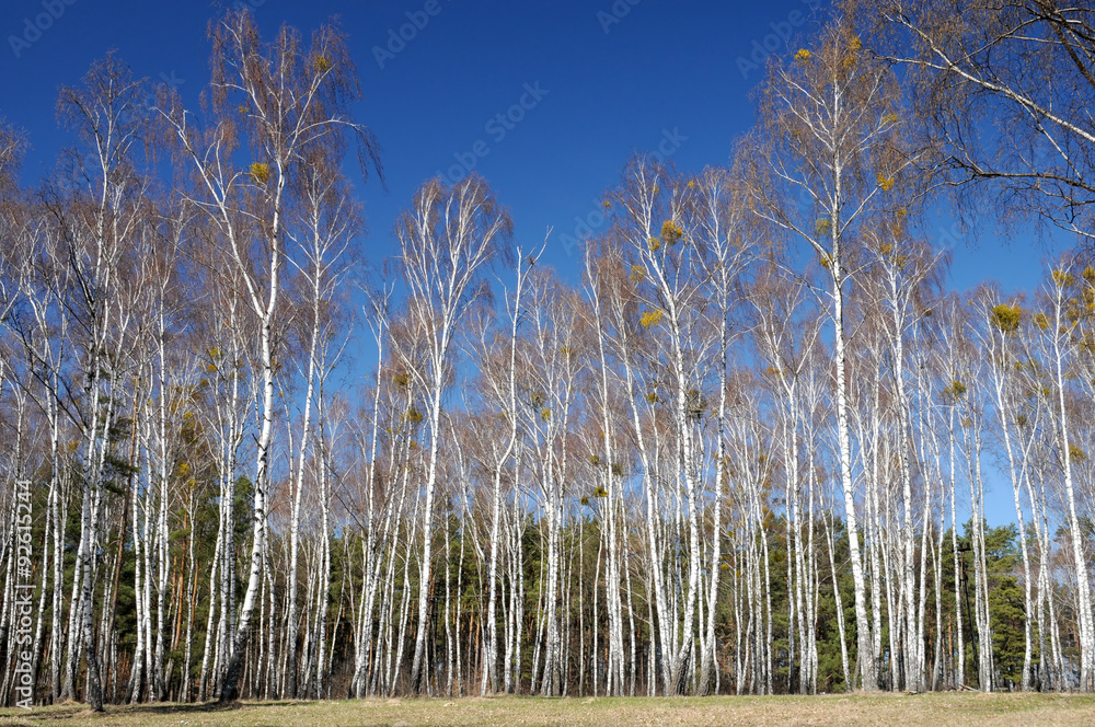 Birch forest in autumn in a sunny day Birch forest in autumn in a sunny day