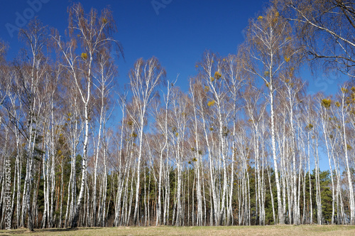 Fototapeta Naklejka Na Ścianę i Meble -  Birch forest in autumn in a sunny day