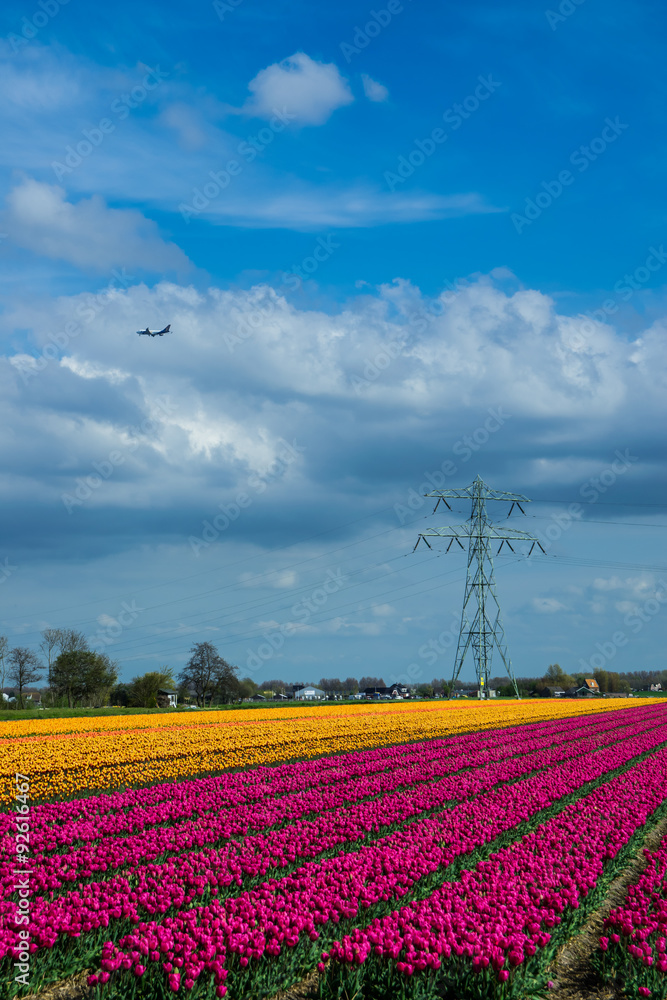 tulips field,irigation canal and wind mills mist