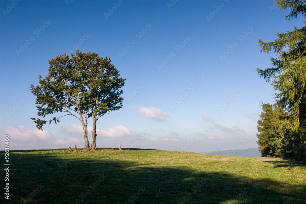 Obraz premium Tree on horizon against blue sky