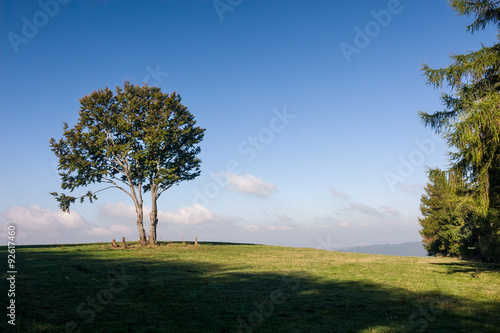 Tree on horizon against blue sky