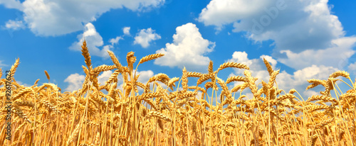 Wheat