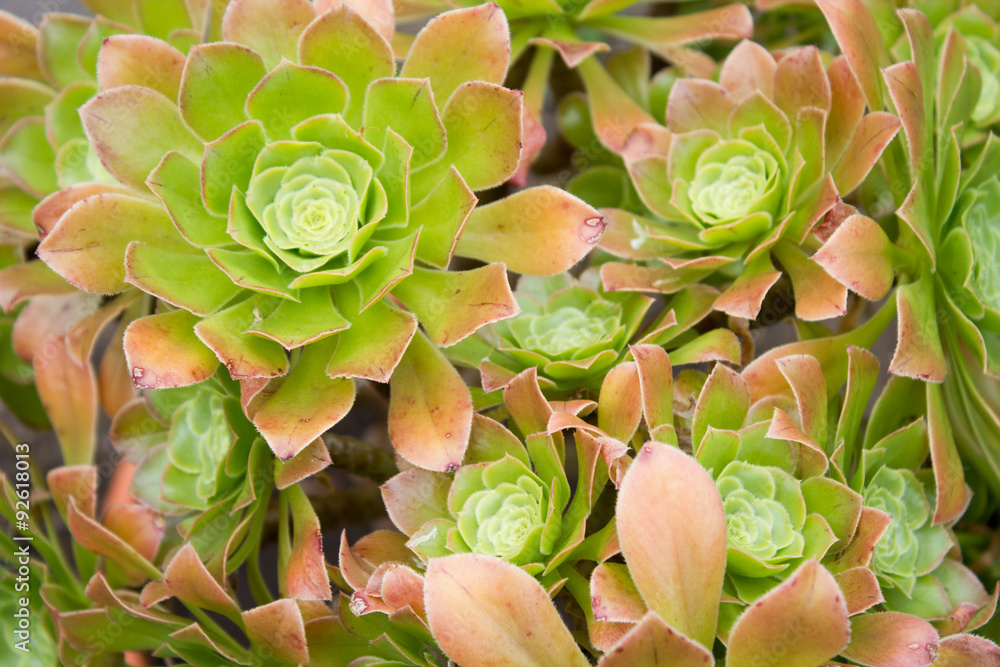 Aeonium arboreum StockFoto Adobe Stock