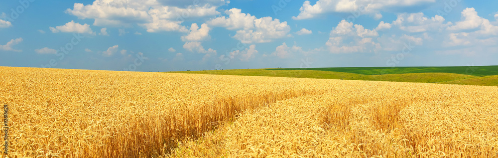 Naklejka premium Wheat