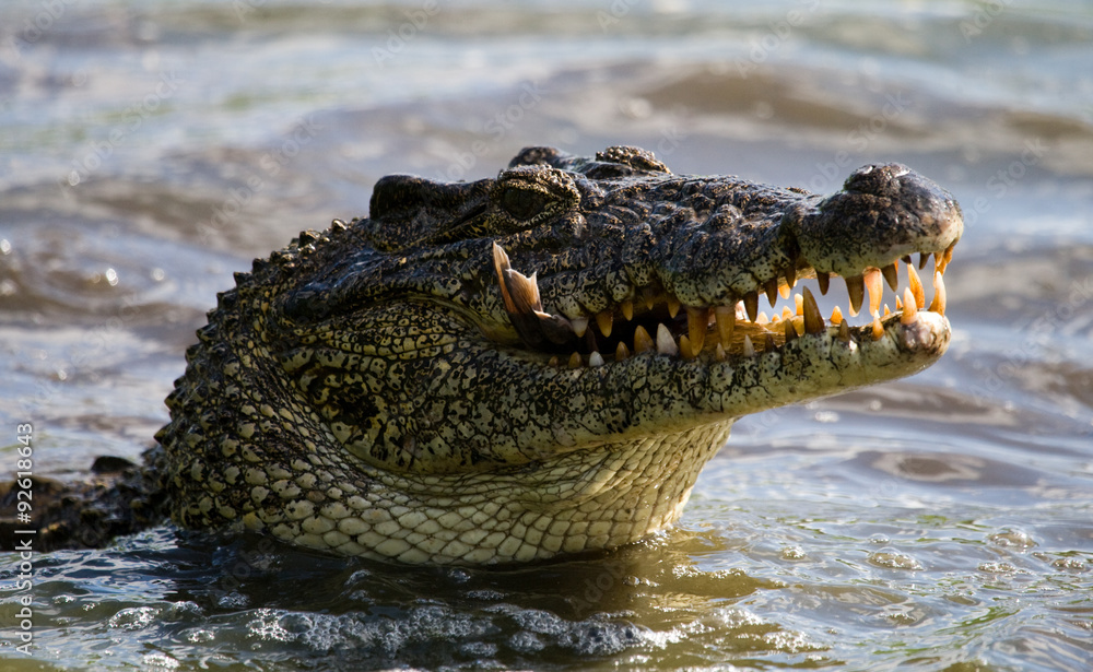 Obraz premium The Cuban crocodile jumps out of the water. A rare photograph. Cuba. An excellent illustration. Unusual angle.