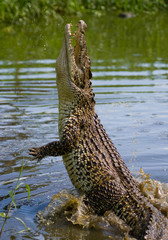 Handdoek met foto Krokodil Cubaanse krokodil springt uit water  © gudkovandrey