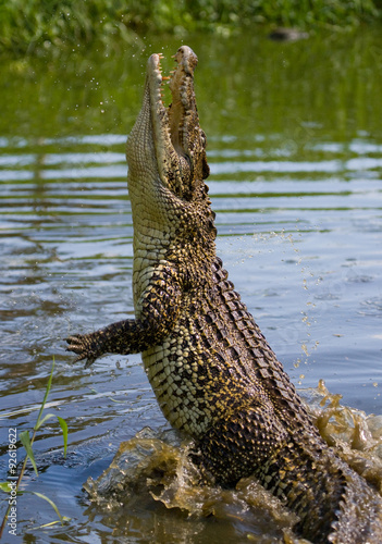 The Cuban crocodile jumps out of the water. A rare photograph. Cuba. An excellent illustration. Unusual angle.
