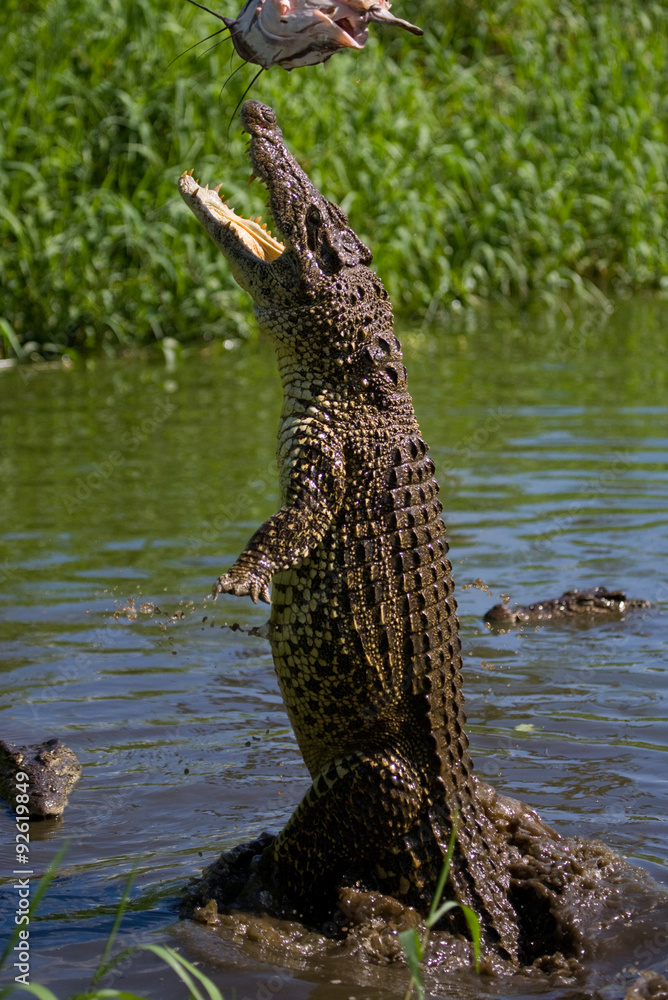 The Cuban crocodile jumps out of the water. A rare photograph. Cuba. An excellent illustration. Unusual angle. The Cuban crocodile jumps out of the water. A rare photograph. Cuba. An excellent illustration. Unusual angle.