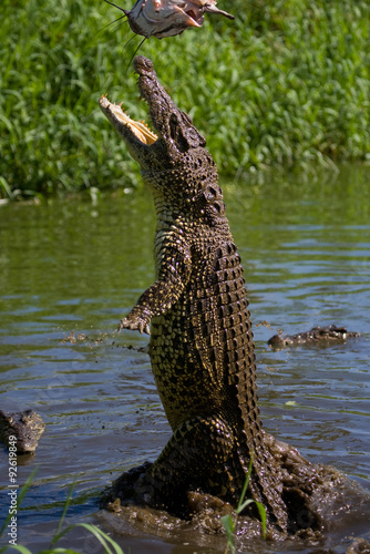 The Cuban crocodile jumps out of the water. A rare photograph. Cuba. An excellent illustration. Unusual angle.