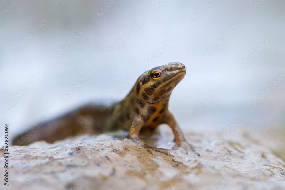 Naklejka premium smooth newt