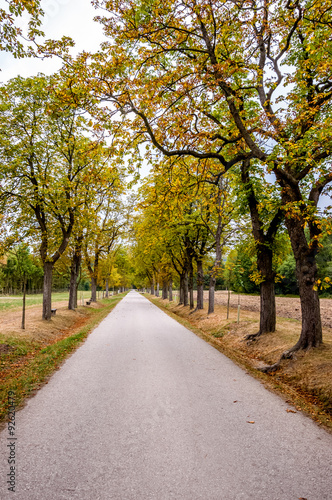 Chestnut Alley in Lainzer Tiergarten - a wildlife preserve in Vienna, Austria.