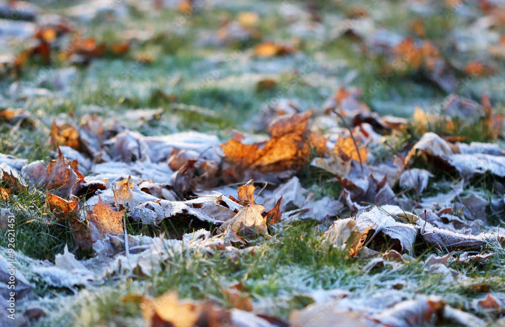 The grass layered with ice crystals in winter time The grass layered with ice crystals in winter time