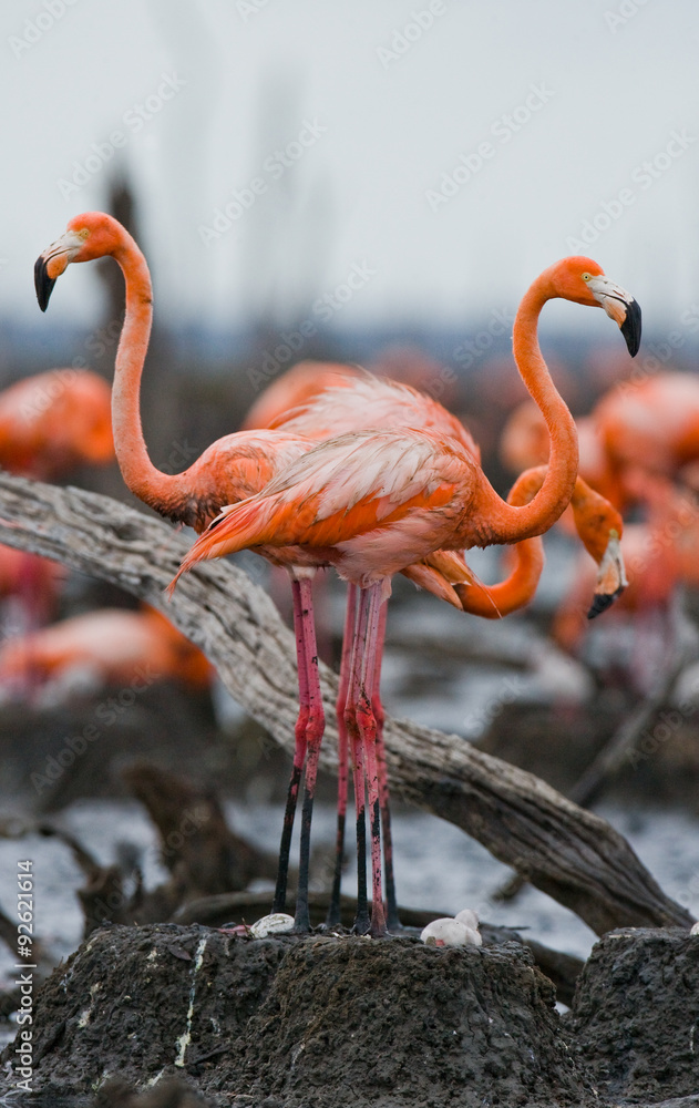 Fototapeta premium Caribbean flamingo on a nest with chicks. Cuba. An excellent illustration.