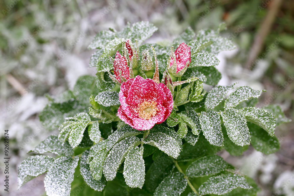 Obraz premium snowy rose bush with flower and buds winter first snow