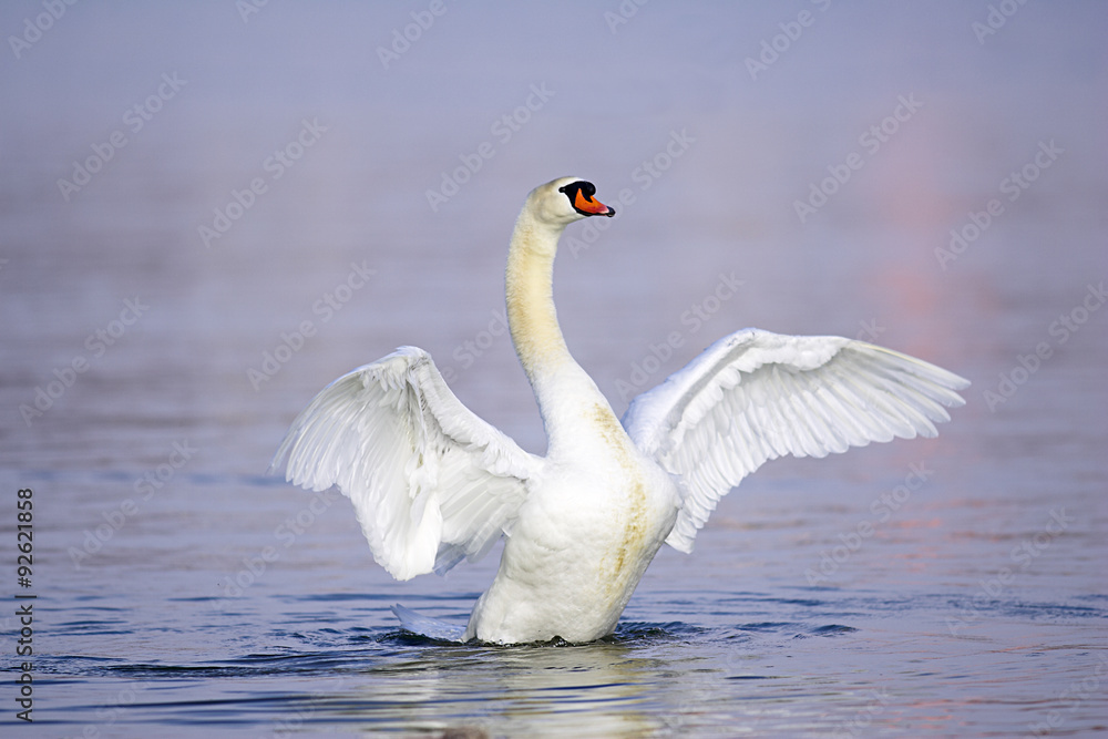 Naklejka premium Schwan,Höckerschwan