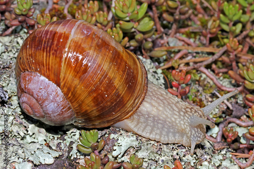 chiocciola (helix pomatia) photo