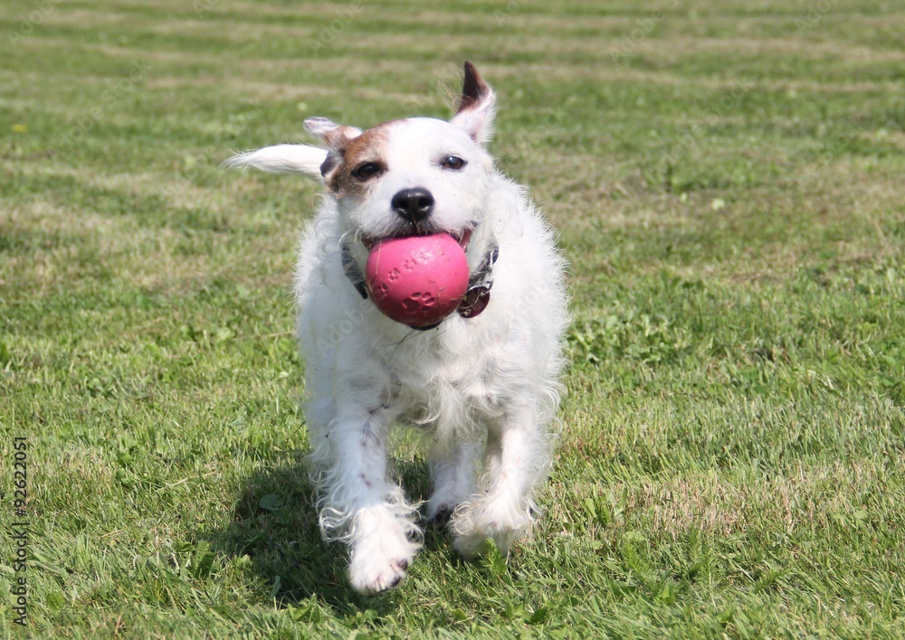 Mylo liebt es mit seinem Ball zu spielen Mylo liebt es mit seinem Ball zu spielen
