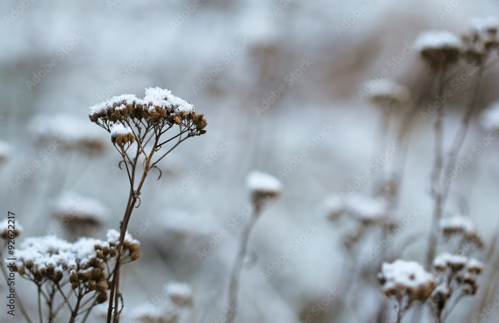 The grass layered with ice crystals in winter time The grass layered with ice crystals in winter time