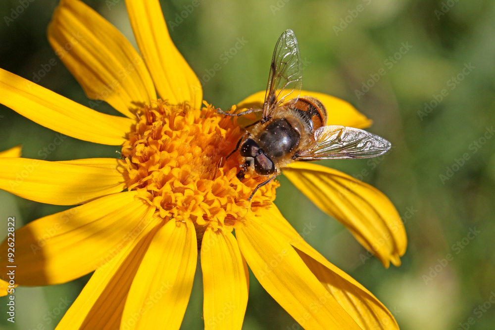 una mosca (erystalomia tenax) sull'arnica una mosca (erystalomia tenax) sull'arnica