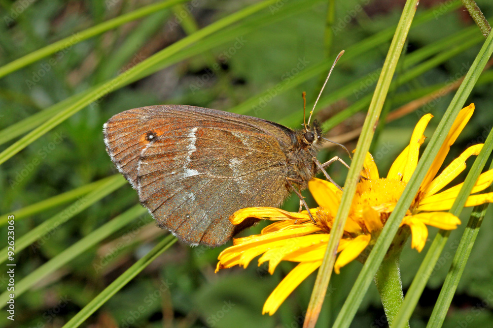 Obraz premium farfalla (erebia)