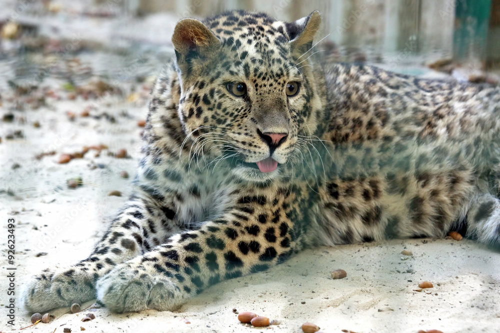 Fototapeta premium portrait of a young leopard