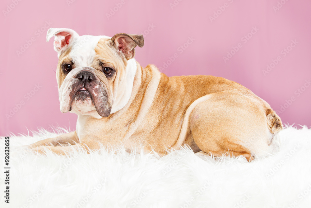 Beautiful English Bulldog on Fur Blanket