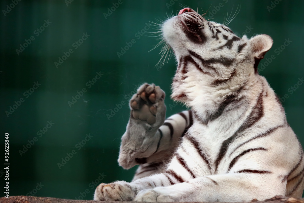Naklejka premium Bengal tiger scratching my back paw
