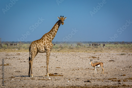 Animails roaming around the Etosha National Park in Namibia, southern Africa.