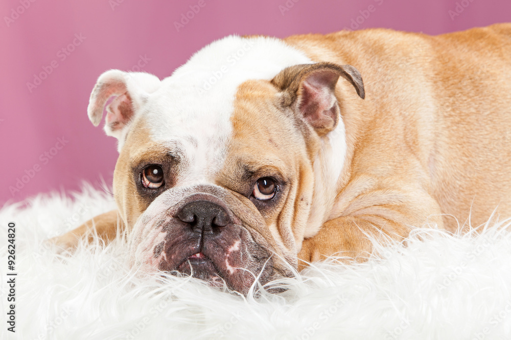 Closeup of Female English Bulldog Laying Down Closeup of Female English Bulldog Laying Down