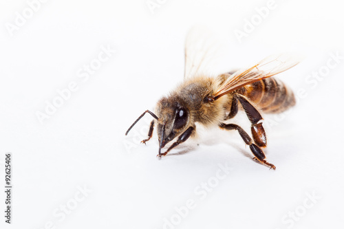 bee on white