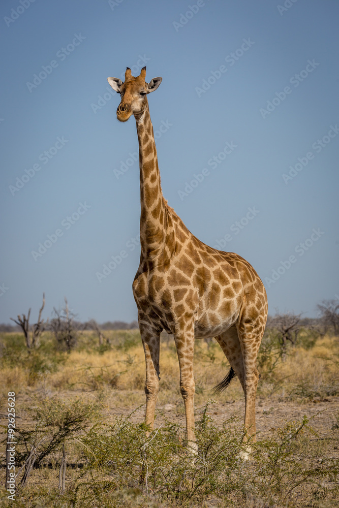 Obraz premium Giraffe around a waterhole inside the Etosha National Park, Namibia, Africa