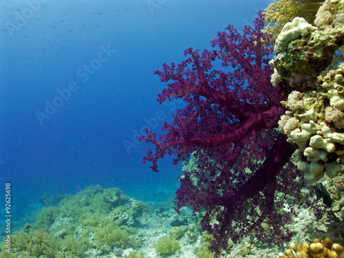 alcionari soft coral