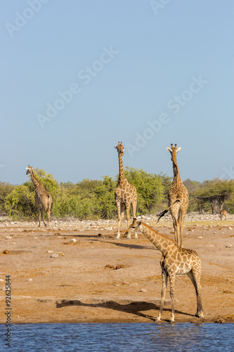 Giraffe around a waterhole inside the Etosha National Park, Namibia, Africa © LMspencer