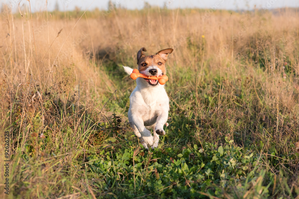 Funny dog running through field with toy bone