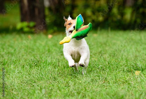 Fotografi Dog fetching a toy duck running at camera